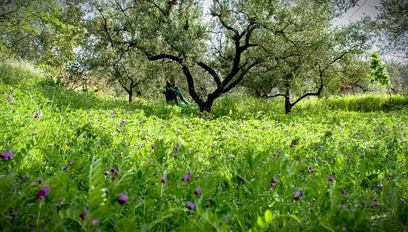 A grove of olive trees surrounded by a field of green grass and wildflowers. - Olive Oil Times