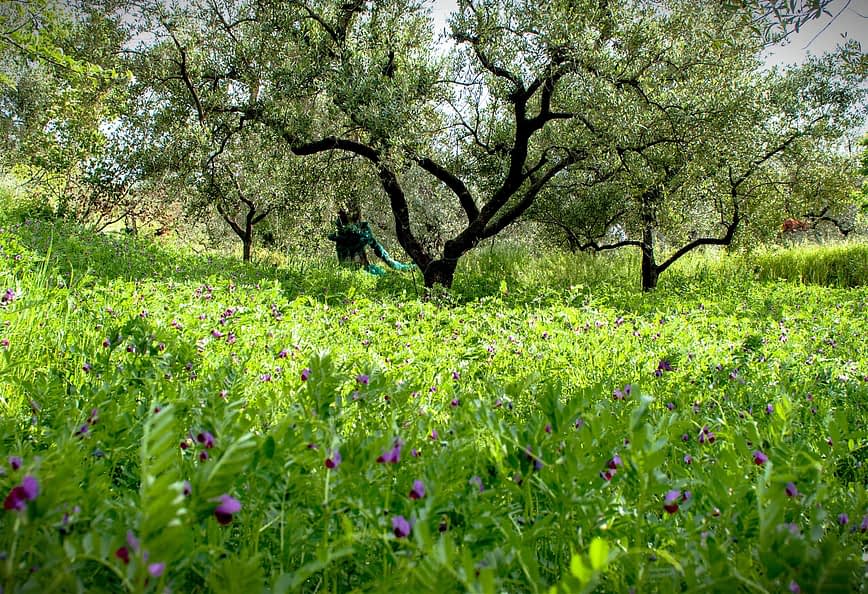 A grove of olive trees surrounded by a field of green grass and wildflowers. - Olive Oil Times