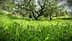 A grove of olive trees surrounded by a field of green grass and wildflowers. - Olive Oil Times