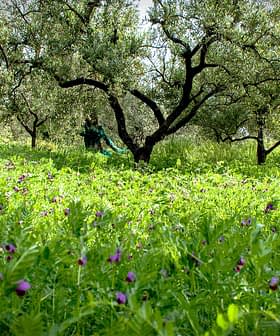 A grove of olive trees surrounded by a field of green grass and wildflowers. - Olive Oil Times