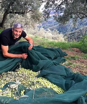 Man gathering olives from a net in an olive grove surrounded by trees. - Olive Oil Times