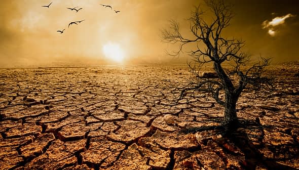 A barren landscape featuring dry cracked earth and a solitary tree against a sunset sky. - Olive Oil Times