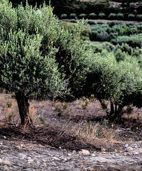 Several olive trees growing in a field with green foliage and a dry ground. - Olive Oil Times