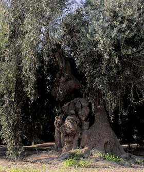 An ancient olive tree with a thick trunk and sprawling branches in a natural setting. - Olive Oil Times