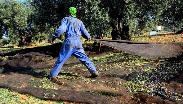 Person in blue overalls collecting olives on a net in an olive grove. - Olive Oil Times
