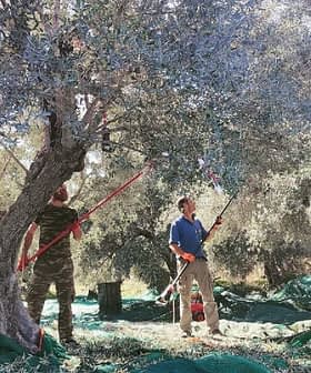 Two individuals using long poles to harvest olives from trees in an orchard. - Olive Oil Times
