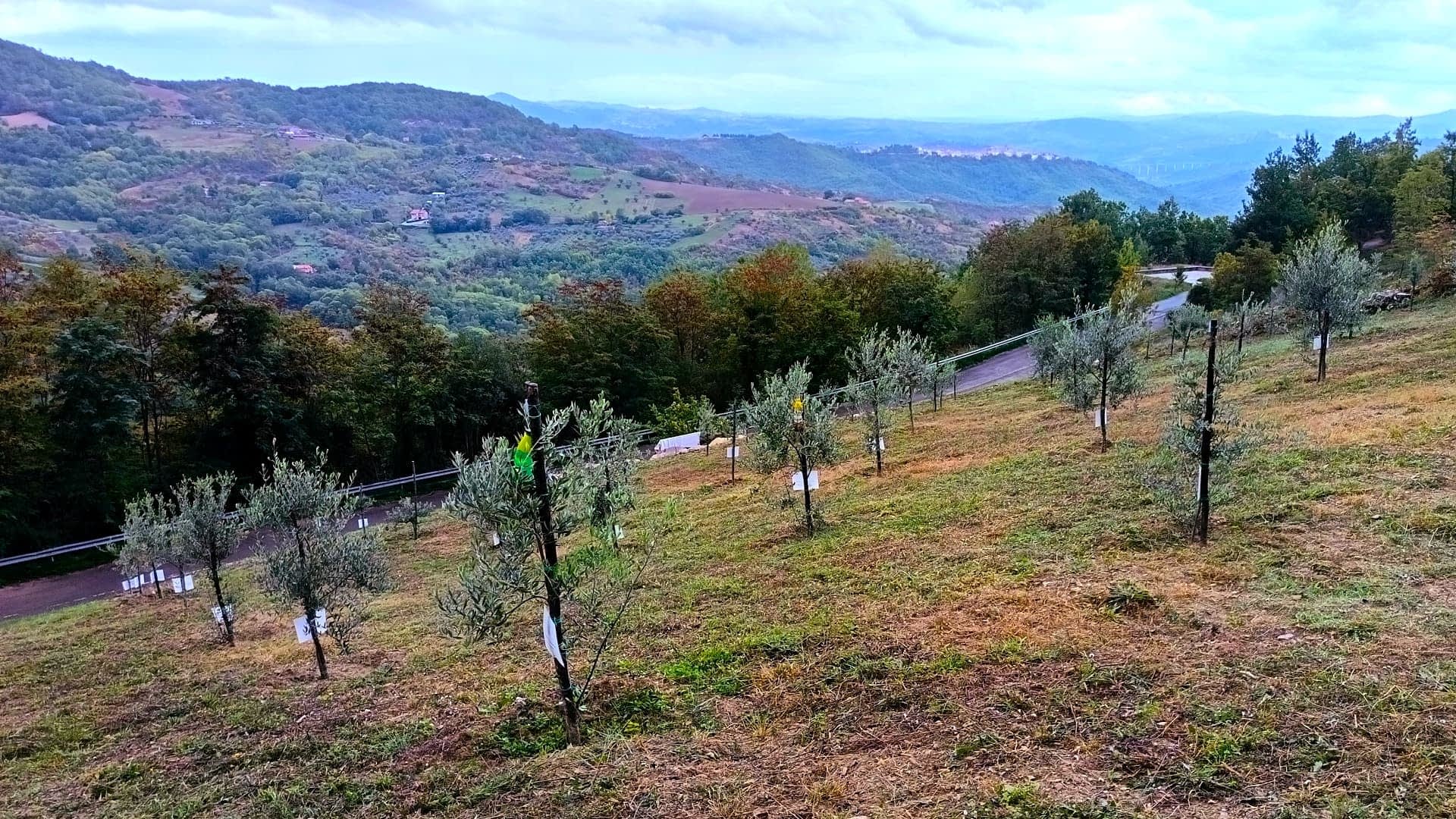 A hillside with young olive trees planted in rows, surrounded by greenery and distant mountains. - Olive Oil Times