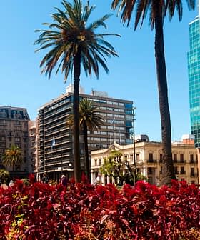 View of palm trees and buildings in a city, featuring a historical tower and modern architecture. - Olive Oil Times