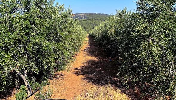 Pathway through an olive grove with trees on either side and a clear sky above. - Olive Oil Times