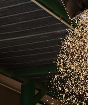 Grains flowing from a chute onto a surface in an indoor setting. - Olive Oil Times