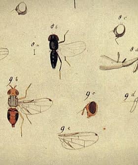 Illustration featuring multiple insect specimens with detailed anatomical features and labels. - Olive Oil Times