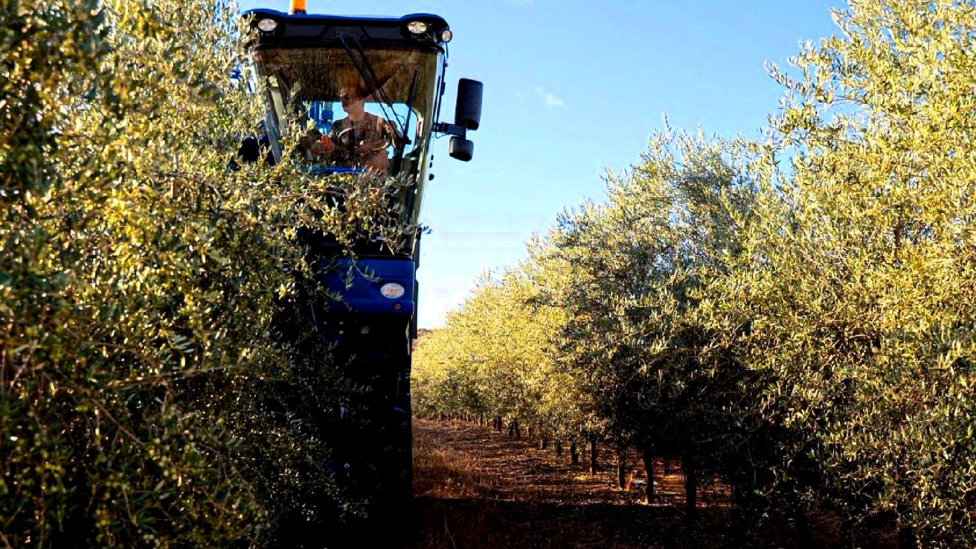 Olive harvesting machine operating between rows of olive trees in a grove. - Olive Oil Times