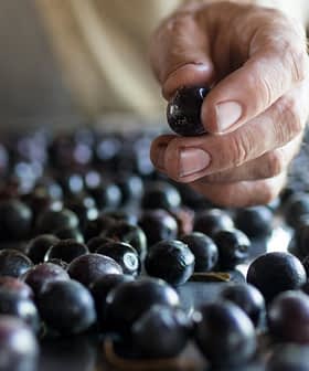 A hand selecting a blueberry from a surface covered with blueberries. - Olive Oil Times