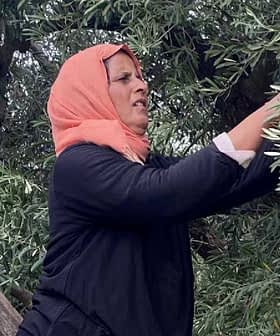 Woman wearing a headscarf picking olives from an olive tree while standing on a ladder. - Olive Oil Times