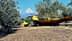 Olive harvesting machine with a yellow and green cover parked in an olive grove. - Olive Oil Times