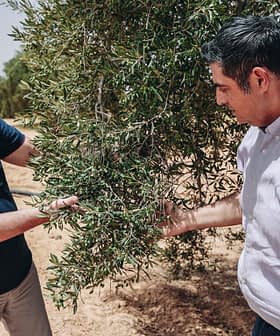 Two men examining the branches of an olive tree in a field. - Olive Oil Times