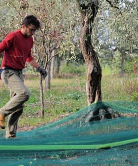 A man wearing a red shirt and gloves walking through an olive grove with green nets on the ground. - Olive Oil Times