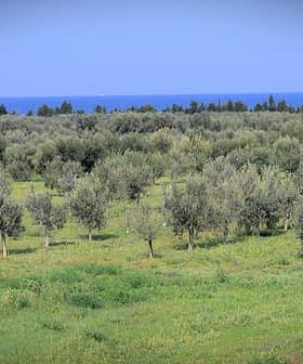 A landscape featuring an olive grove with numerous olive trees and a distant view of the sea. - Olive Oil Times
