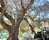 Tractor with an extended arm reaching up to harvest olives from a tree. - Olive Oil Times