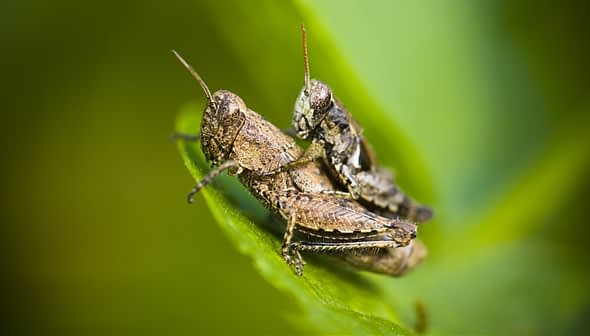 Two grasshoppers perched on a green leaf, showcasing their natural coloration and details. - Olive Oil Times