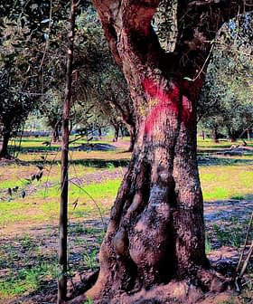 An olive tree with a textured trunk and green foliage in an orchard setting. - Olive Oil Times