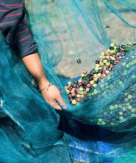 Hands holding a net filled with freshly harvested olives during an olive picking process. - Olive Oil Times