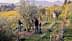 People harvesting olives from trees in an orchard during daylight hours. - Olive Oil Times