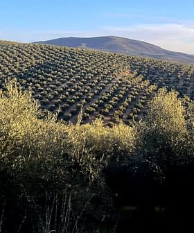 Expansive olive tree fields on rolling hills under a clear sky. - Olive Oil Times