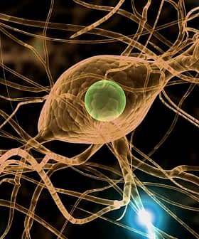 Illustration of neurons with interconnected axons and synapses in a neural network. - Olive Oil Times