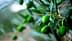 Close-up of a branch with unripe green olives and olive leaves. - Olive Oil Times