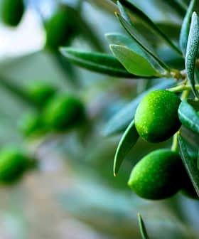 Close-up of a branch with unripe green olives and olive leaves. - Olive Oil Times