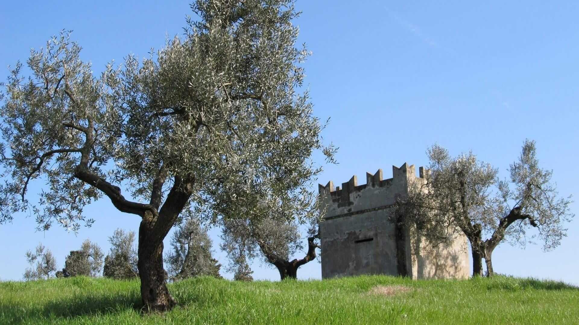 Stone structure surrounded by olive trees on a grassy hill under a clear blue sky. - Olive Oil Times