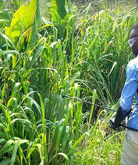 Individual wearing a backpack sprayer while tending to tall grass in a field. - Olive Oil Times