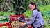 Woman sorting olives in red and yellow baskets in an outdoor setting. - Olive Oil Times