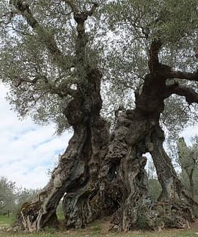 An ancient olive tree featuring a thick, gnarled trunk and twisted branches in a natural setting. - Olive Oil Times