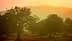 Silhouetted trees against a hazy sunset backdrop with soft orange and yellow hues. - Olive Oil Times