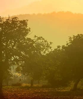 Silhouetted trees against a hazy sunset backdrop with soft orange and yellow hues. - Olive Oil Times