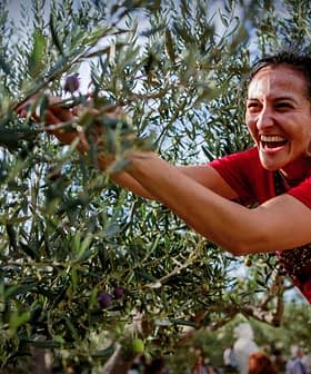 Woman in a red shirt smiling while harvesting olives from an olive tree. - Olive Oil Times