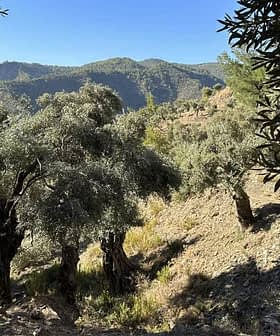 Group of olive trees growing on a hillside with mountains in the background. - Olive Oil Times