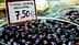 A bowl of black Kalamata olives displayed for sale with a price tag of 7.50 euros. - Olive Oil Times