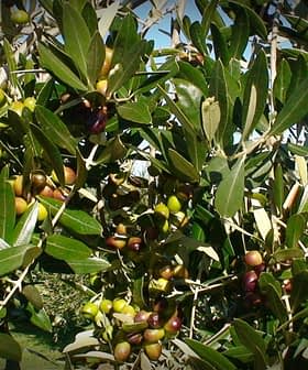 Olive tree branches displaying clusters of ripe and unripe olives among green leaves. - Olive Oil Times