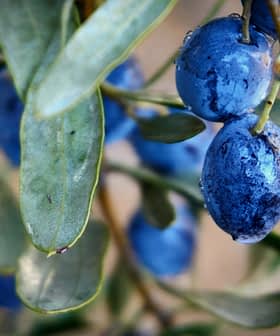 Close-up image of fresh blue olives hanging from a branch with green leaves. - Olive Oil Times