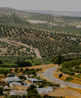 Aerial view of olive groves and a winding road in Baena, Spain, with scattered buildings. - Olive Oil Times